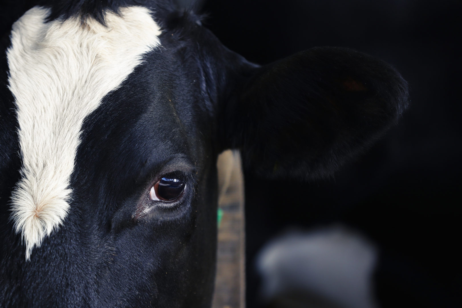 Close up of black cow’s face