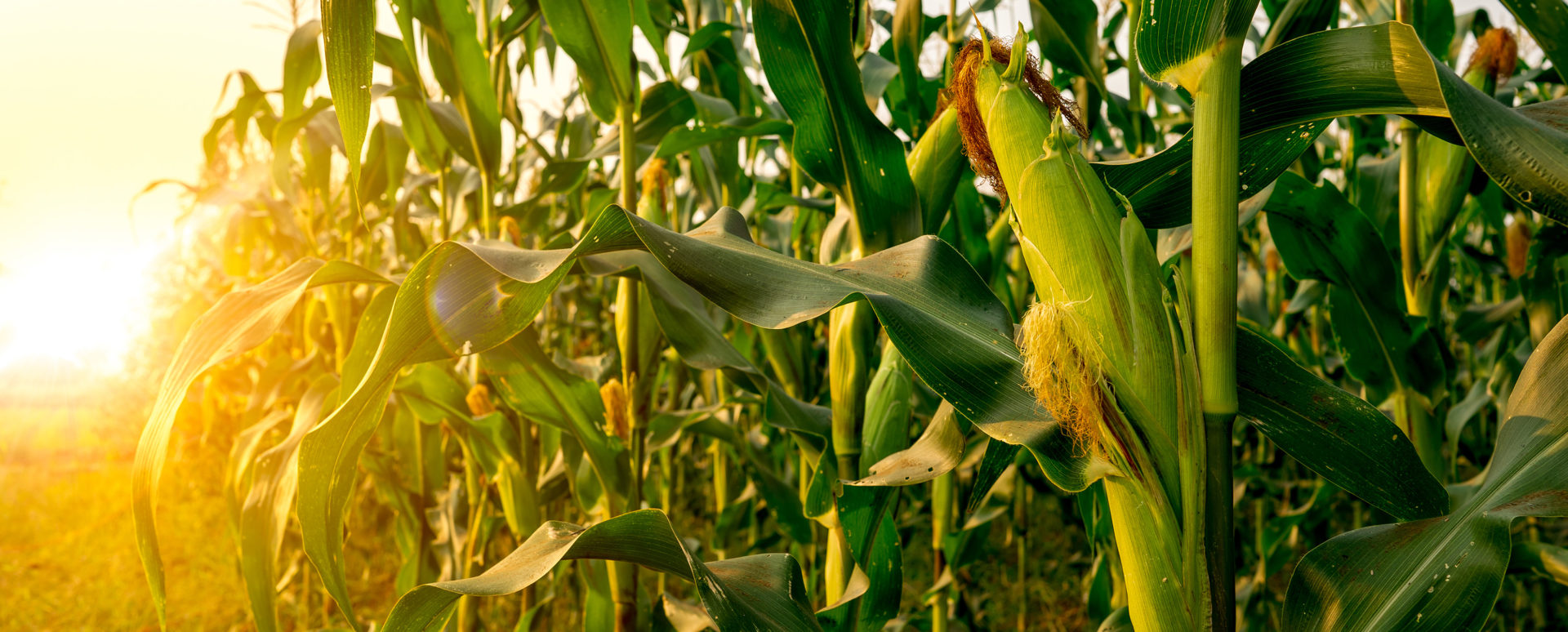 Close up of corn in corn field