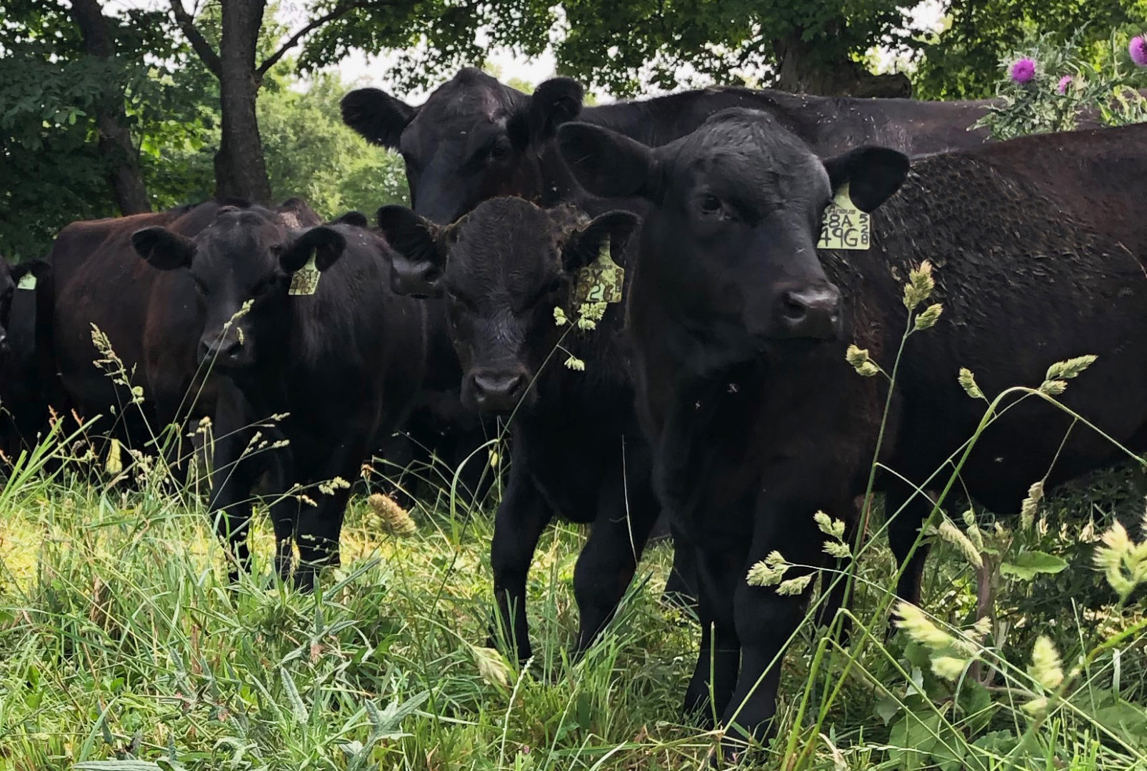 Group of black cows standing in grass field