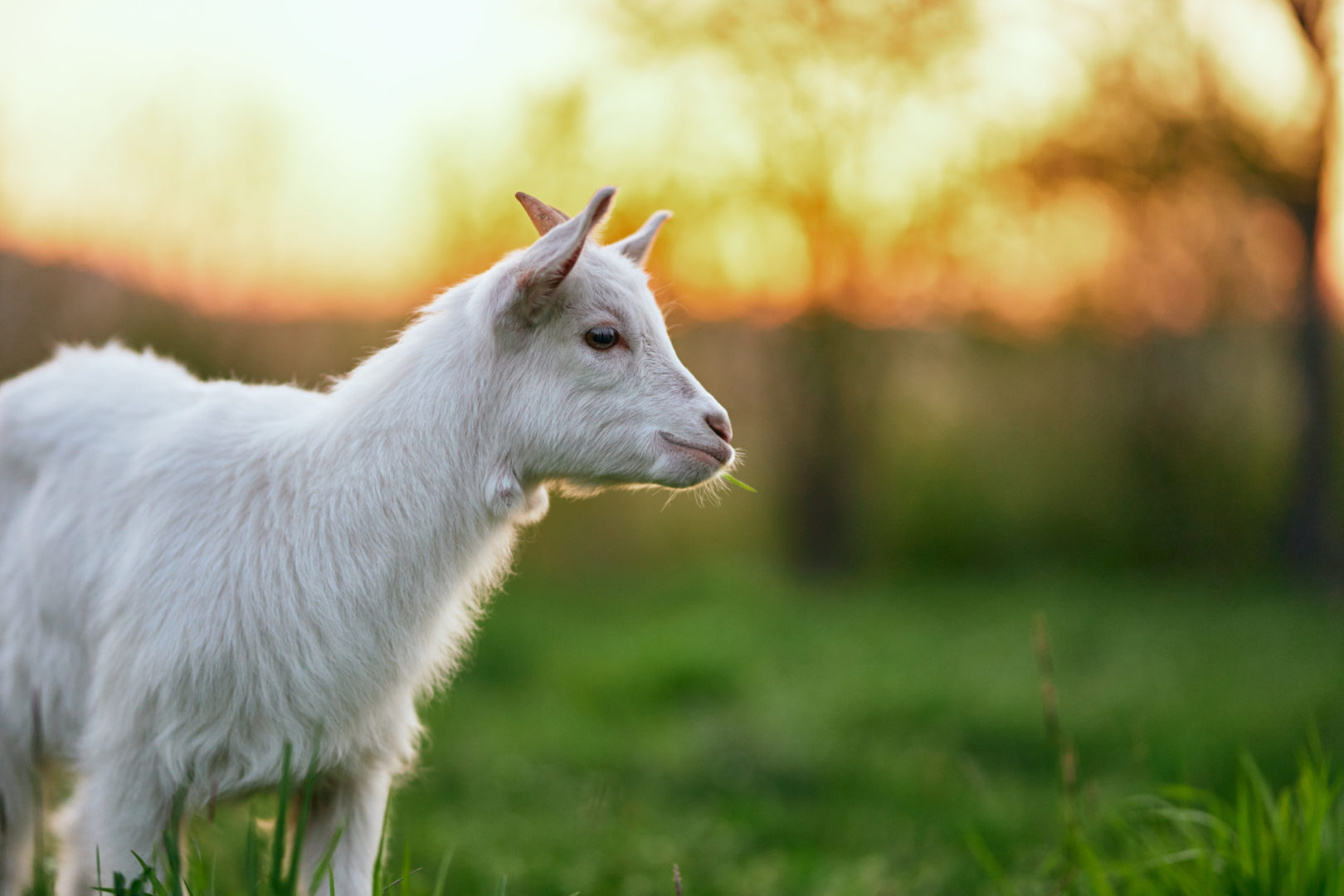 Baby goat standing in field at sunset