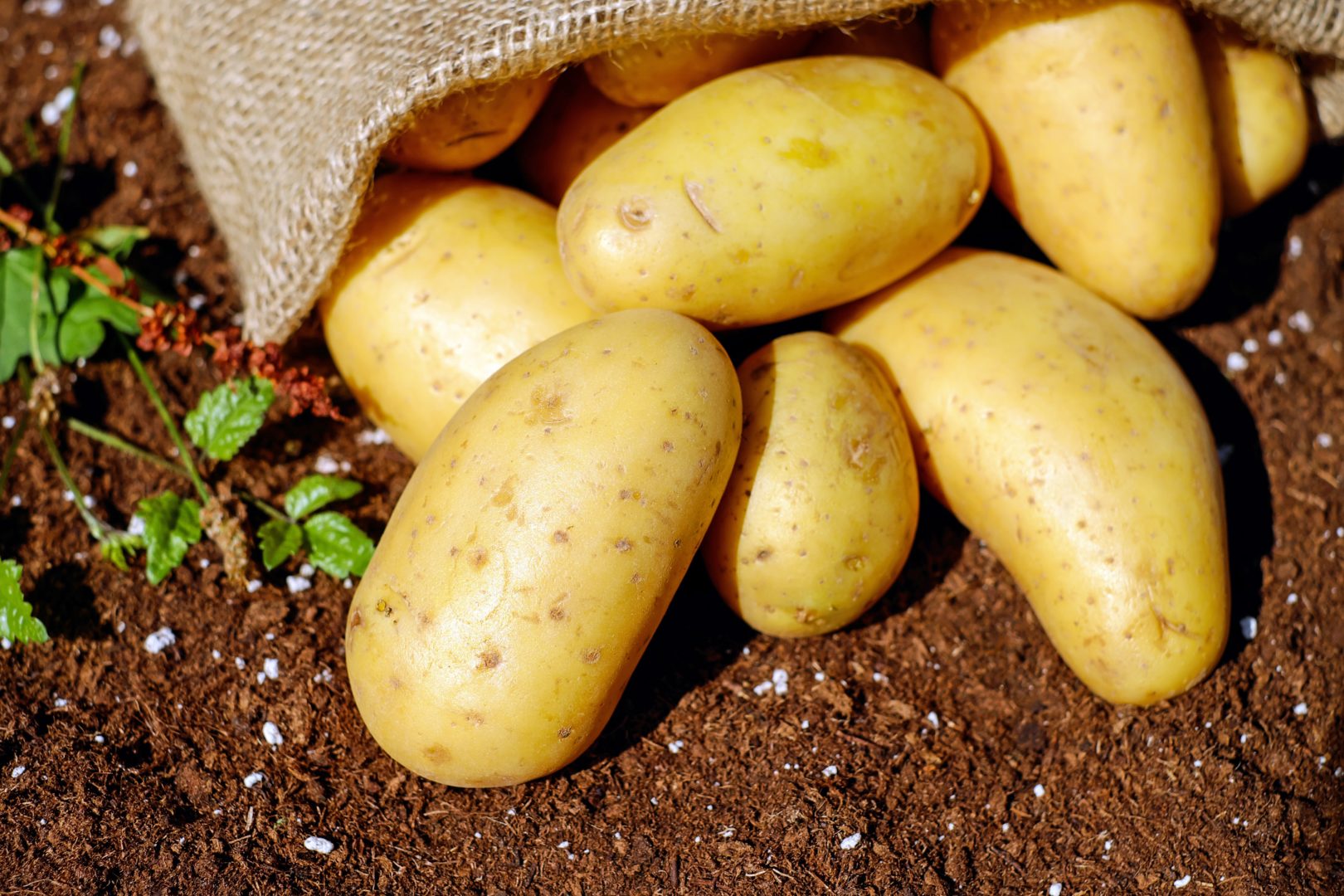 Potatoes in dirt beside mesh bag