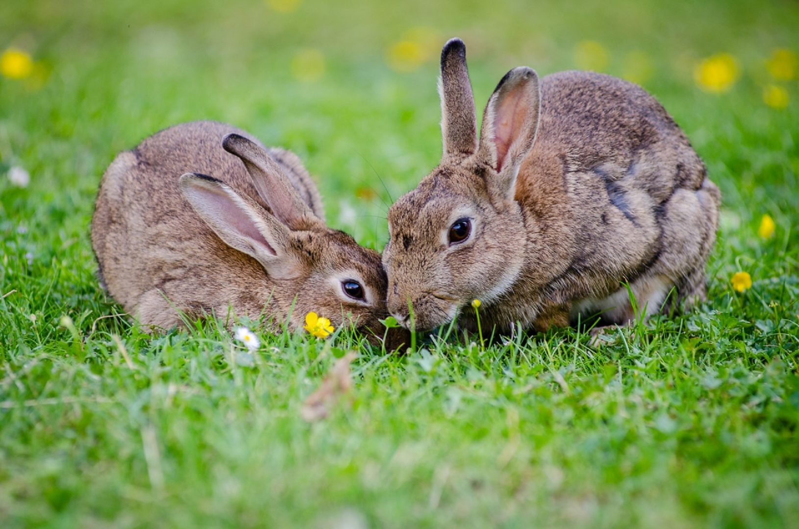 two brown rabbits sitting grass