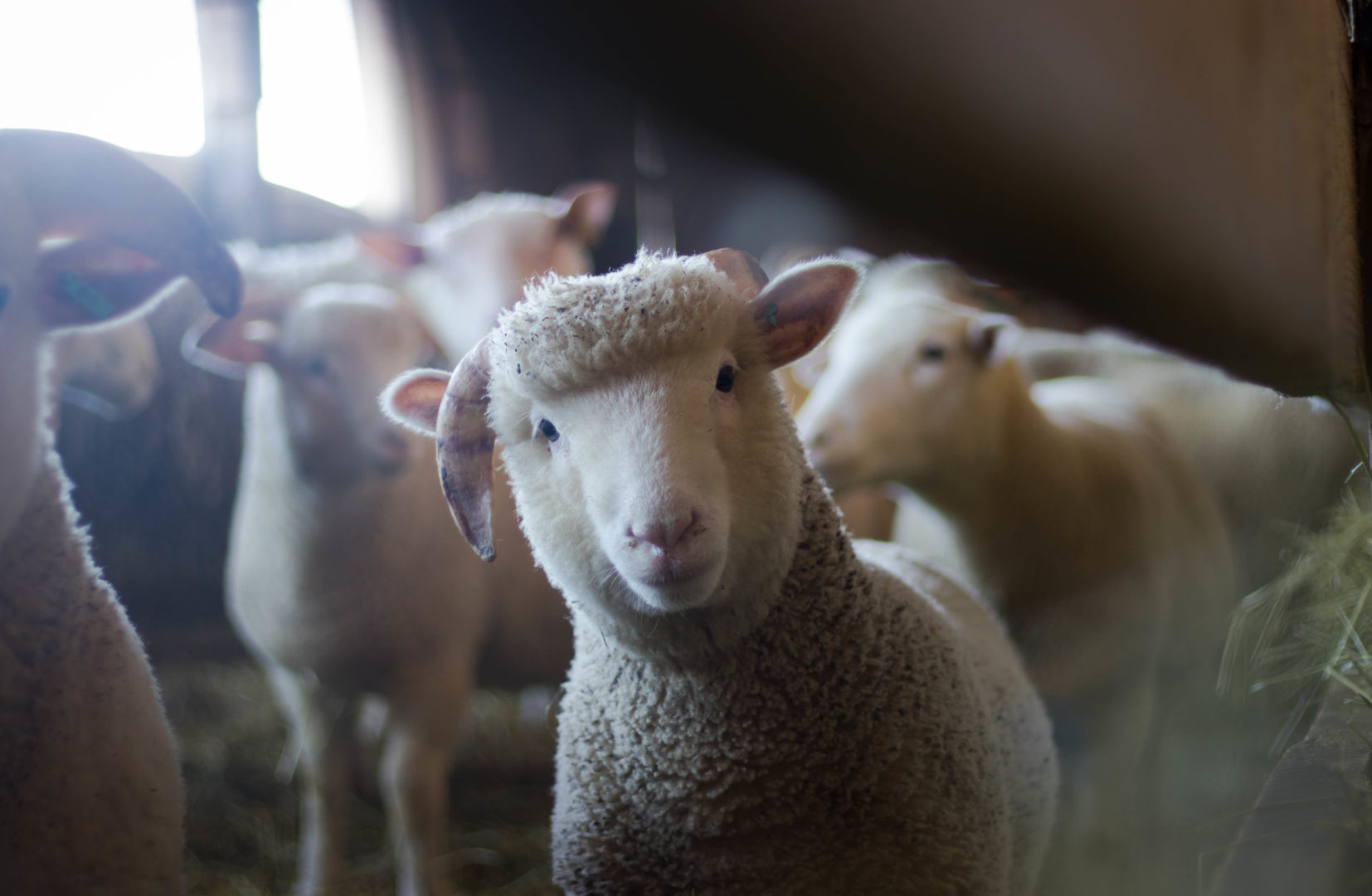 Sheep standing in barn