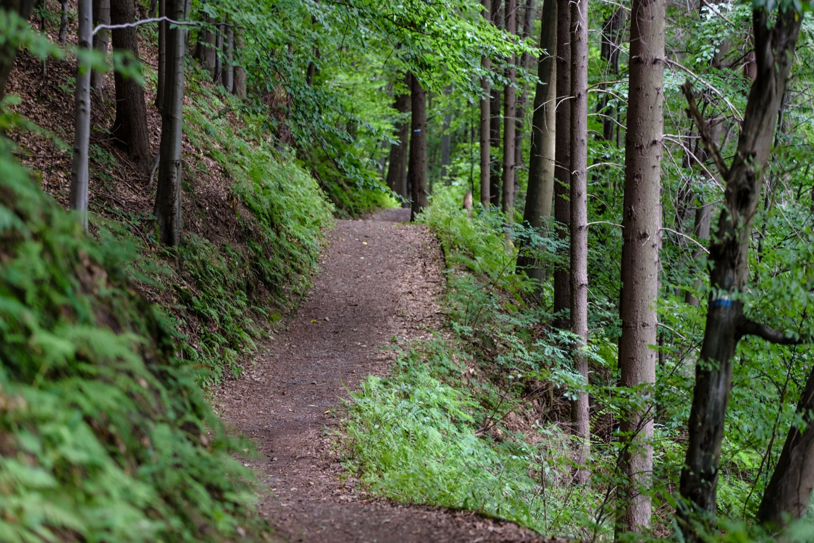 Walking trail in forest