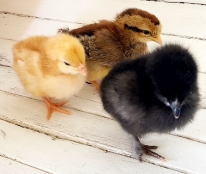 4-H poultry chicks