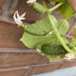 Cucumber form on plant
