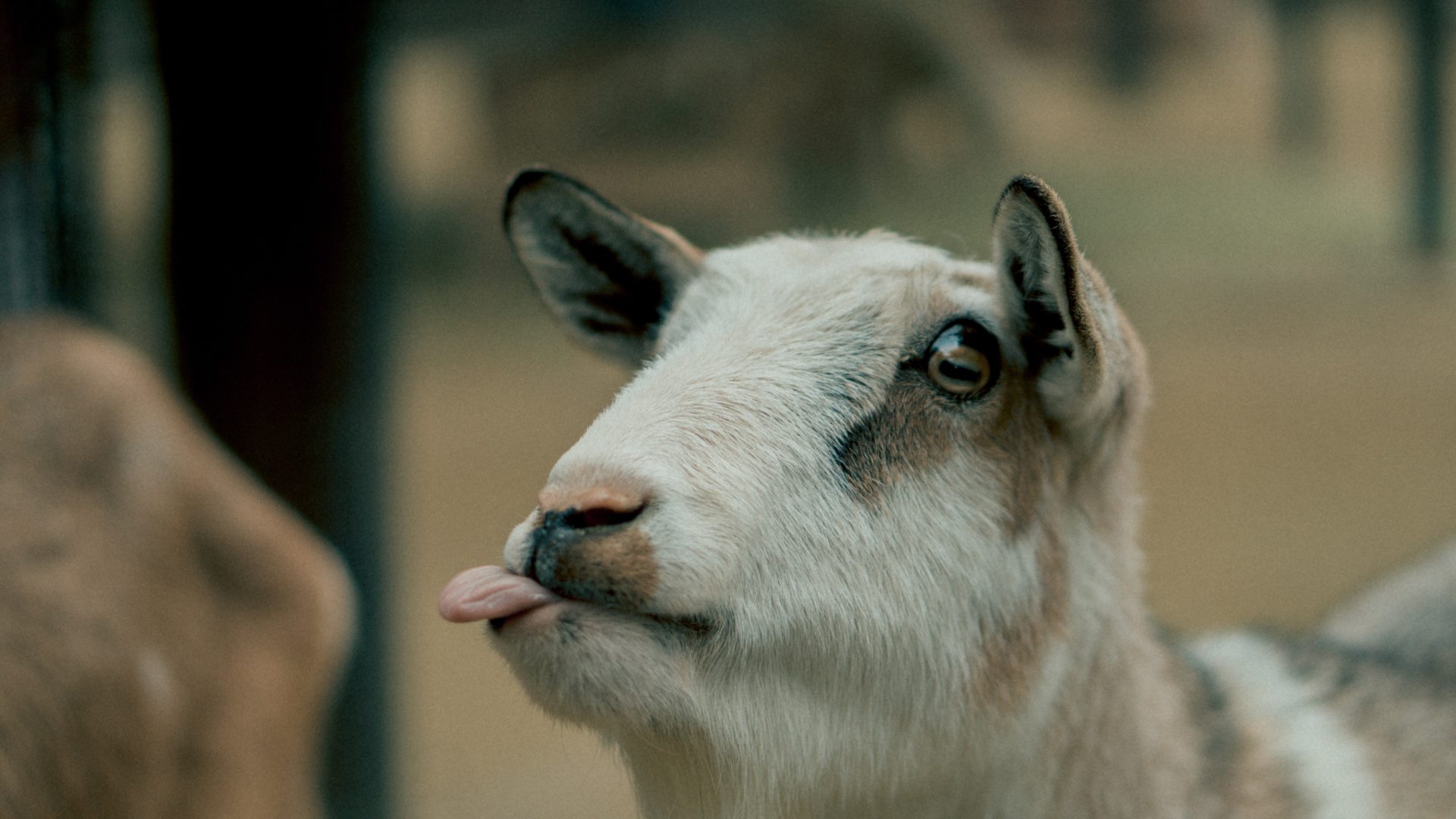 Goat with Tongue out