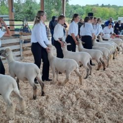 Members showing their 4-H ewe lambs at the Great Northern Exhibition