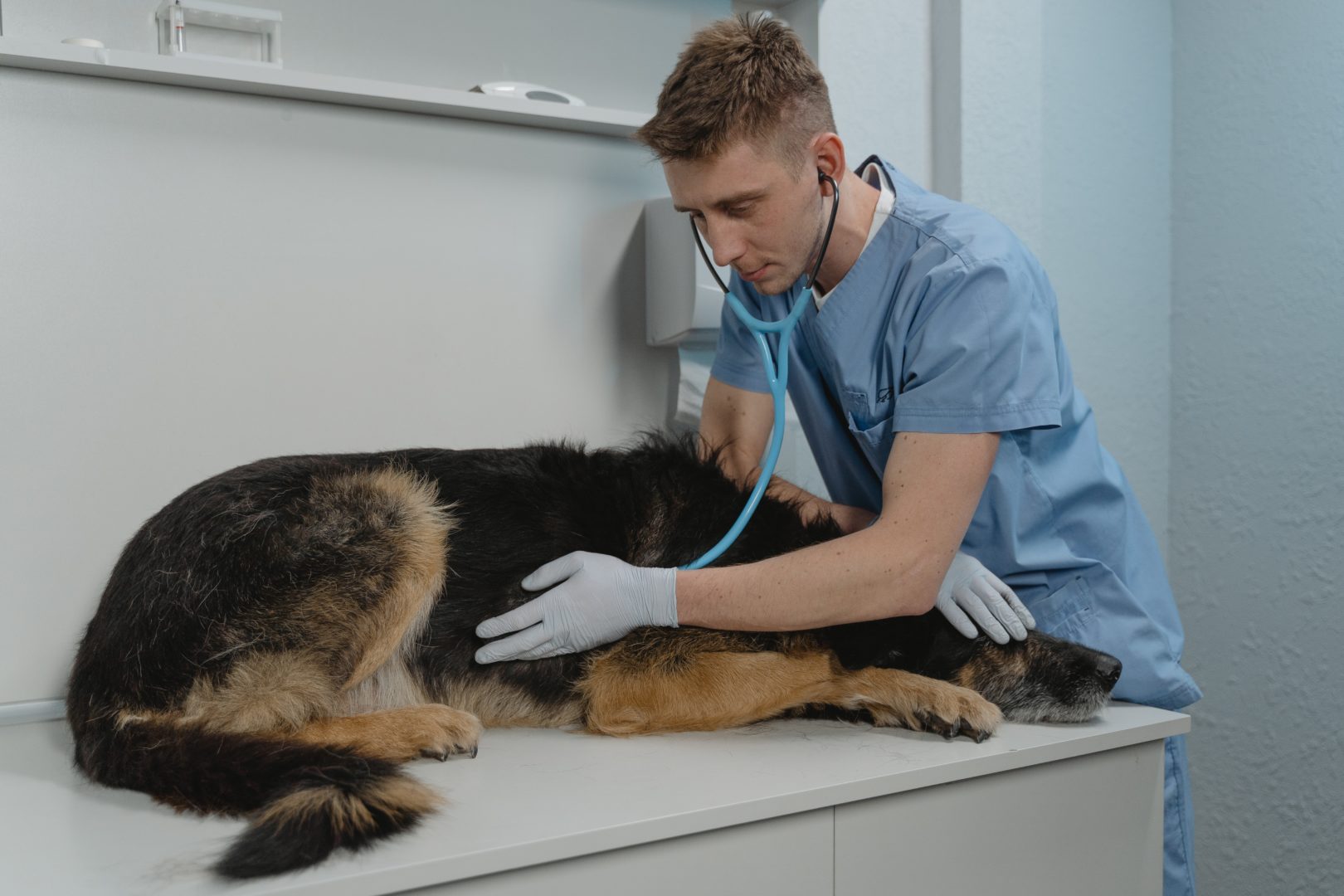Male Vet with dog