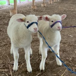 Lambs on recess from training