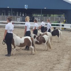 Members and mini horses in showring at the Barrie Fair 2019