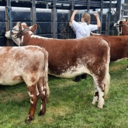4-H beef heifers at achievement day