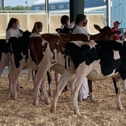 members and heifers in the show ring