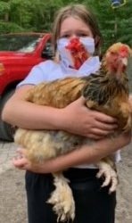 4-H member with a brauma chicken