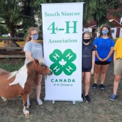 Members at 4-H meeting working with a mini horse