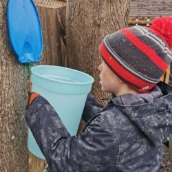 Member checking the sap flow into bucket