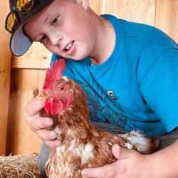 Poultry member with his red sex link hen