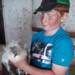 Poultry member with his silkie pullet