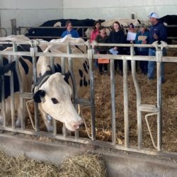 Members judging milking dairy cows