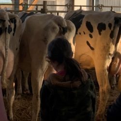 members judging milking cows