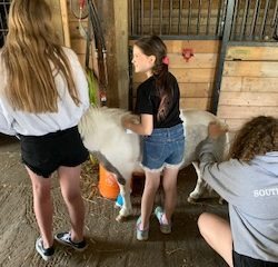 4-H members completing equine first aid fundamentals course