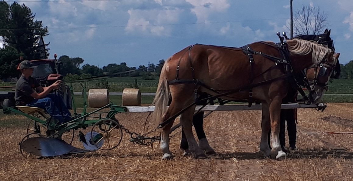 Member getting ready to plow with 2 horse hitch