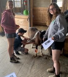 4-H members completing equine first aid fundamentals course