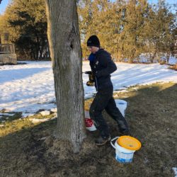 Member drilling a hole to tap a maple tree