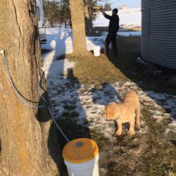 Tapped tree collecting sap with member in background tapping the next tree