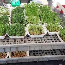 Micro greens ready for new homes at the market