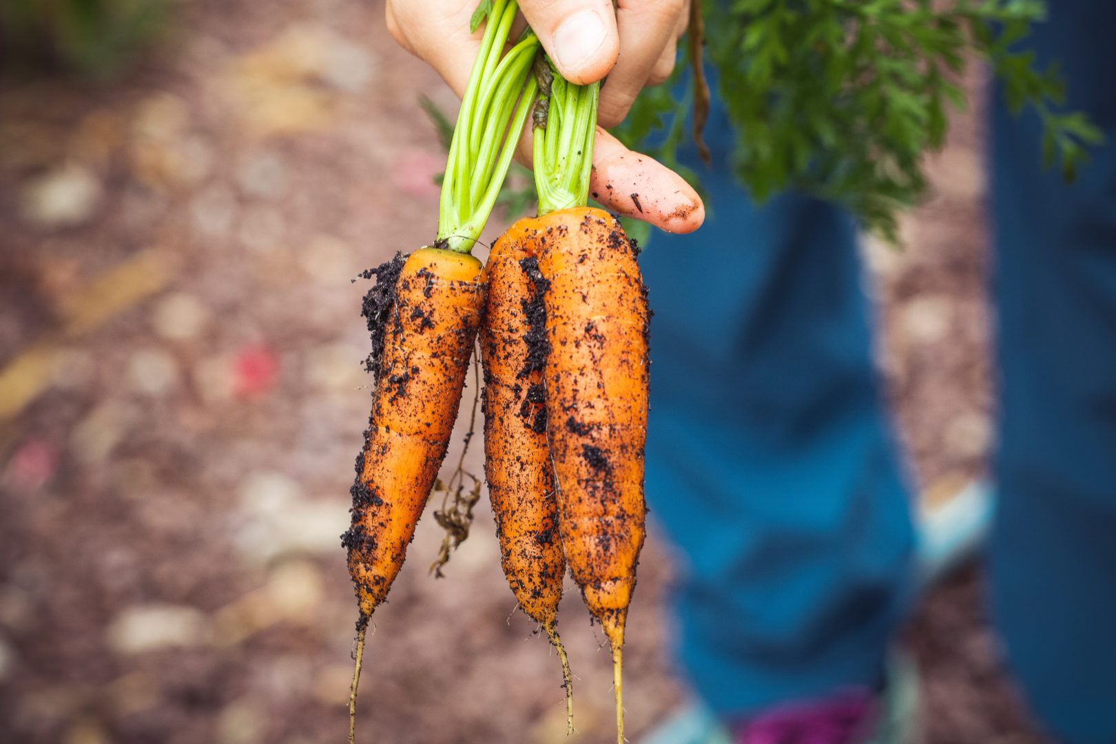 Carrots pulled out of ground