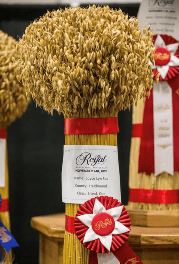 Joyce's sheaf got her her first red ribbon from the Royal Agricultural Winter Fair.
