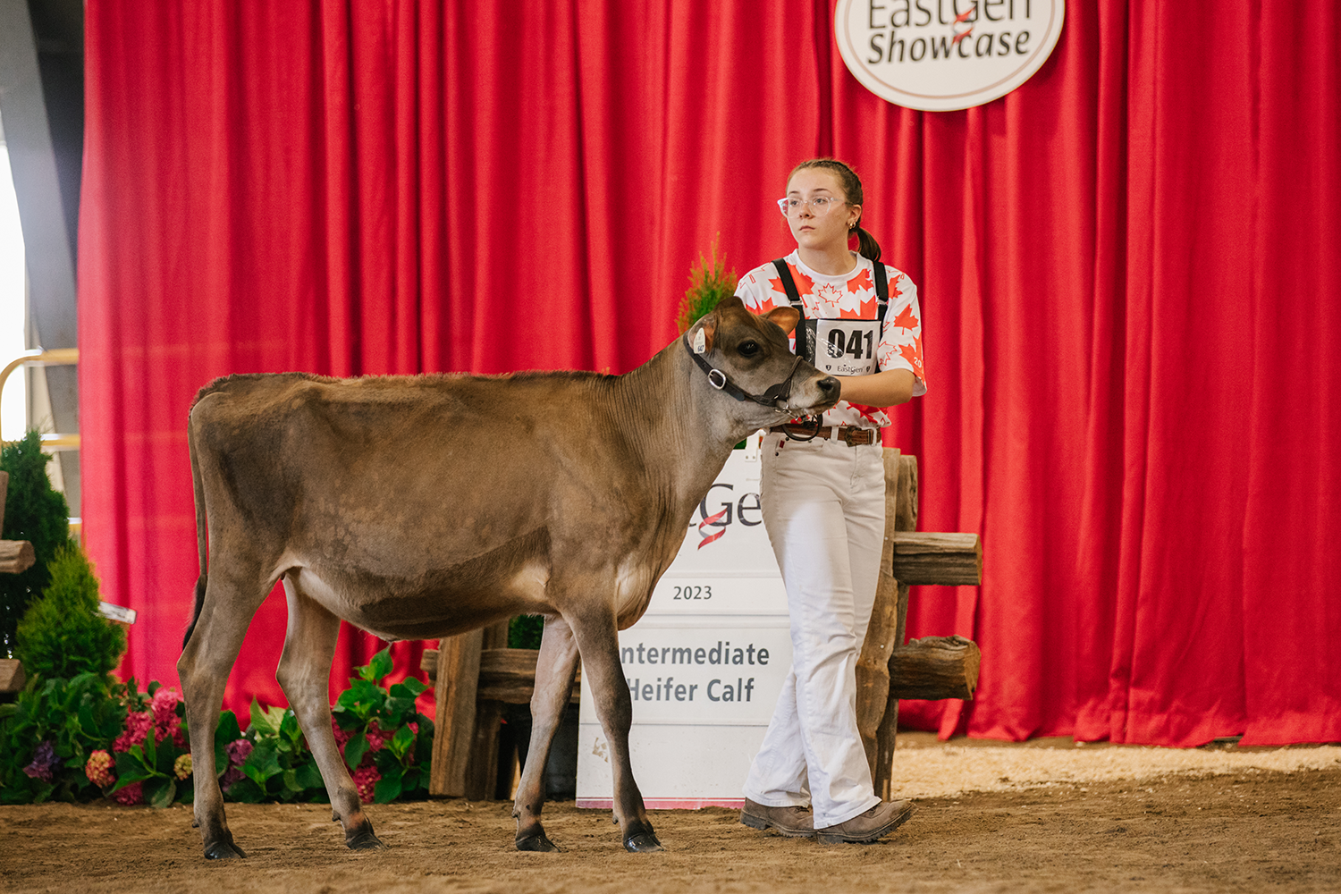 4-H participant with leading her dairy cow project 